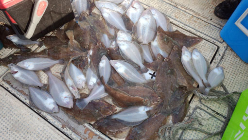 釣果情報_水草カレイ_1