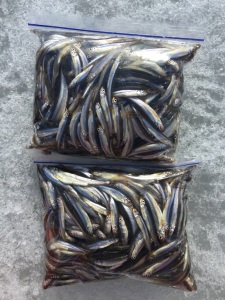 釣果-ワカサギ大漁！