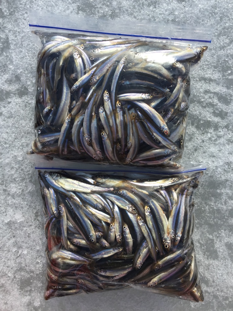 釣果-ワカサギ大漁！