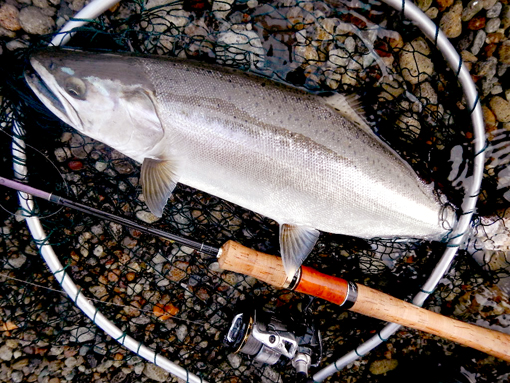 秋田_サクラマス