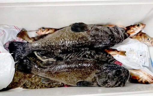 釣果情報_黒ソイ_テリ