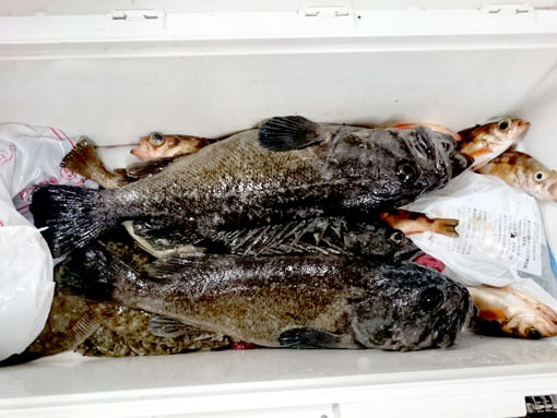 釣果情報_黒ソイ_テリ