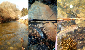 上小阿仁支流　山女魚