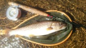 長木川支流岩魚