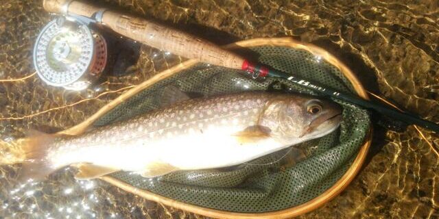 長木川支流岩魚