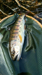 長木川　山女魚