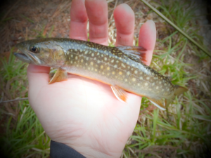 大館市犀川釣り