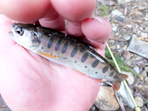 大館市犀川釣り