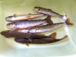 大館市犀川釣り