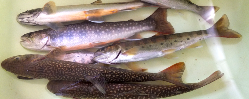 大館市犀川釣り