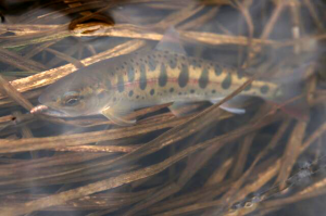 長木川　山女魚