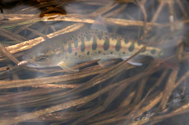 長木川　山女魚