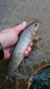 米代川イワナ