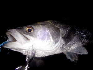 米代川渓流シーバス