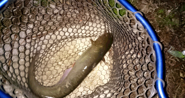 秋田県下内川鯰釣り