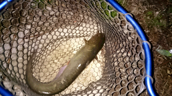 秋田県下内川鯰釣り