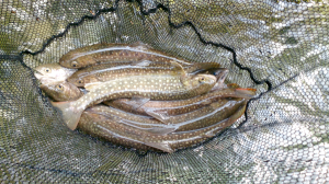 米代川犀川支流岩魚