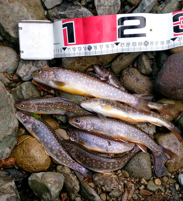 岩瀬ダム支流岩魚