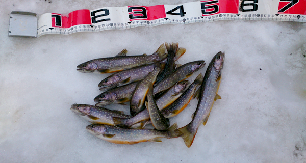 米代川犀川支流岩魚