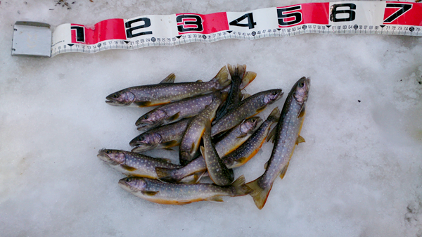 米代川犀川支流岩魚