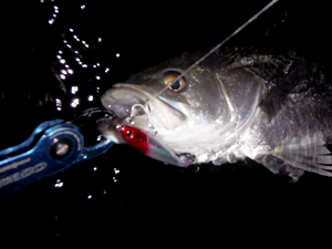 米代川渓流シーバス