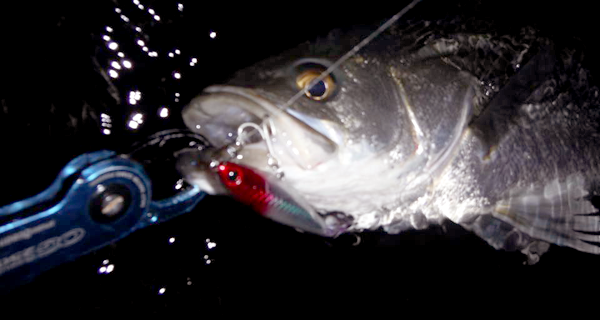 米代川渓流シーバス