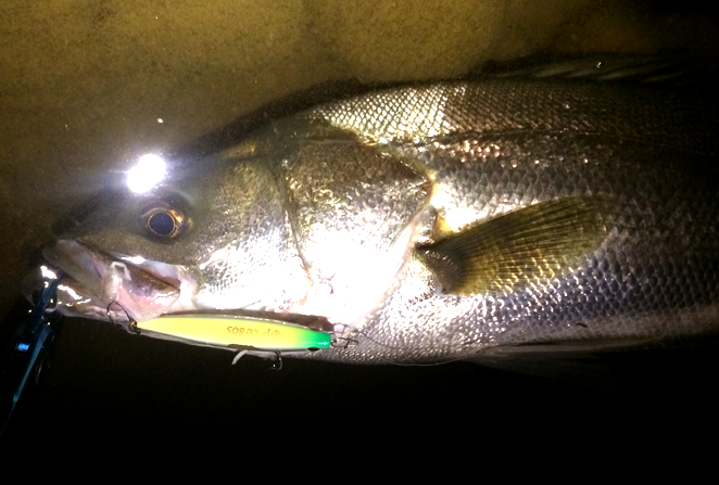 米代川　シーバス