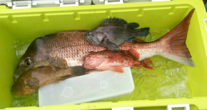 男鹿入道沖 黒ソイ