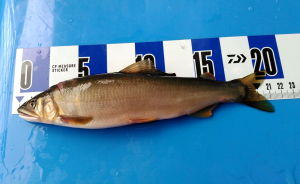 米代川　鮎