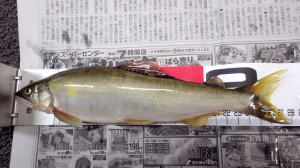 米代川鮎2