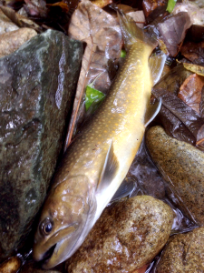 子猿部川イワナ