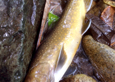 子猿部川イワナ