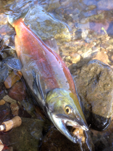十和田湖ヒメマス