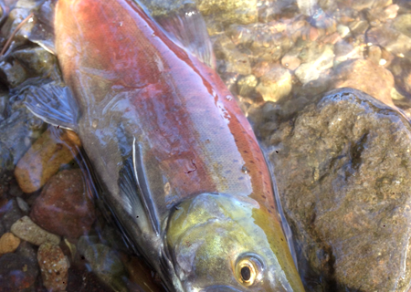 十和田湖ヒメマス