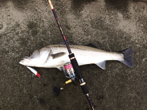 落合サーフスズキ