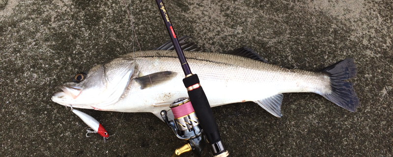 落合サーフスズキ