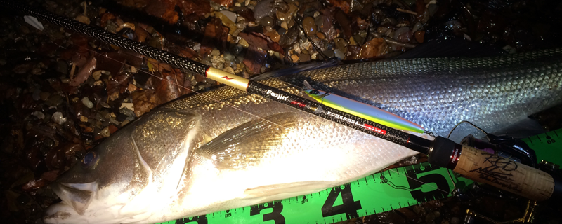 米代川シーバス