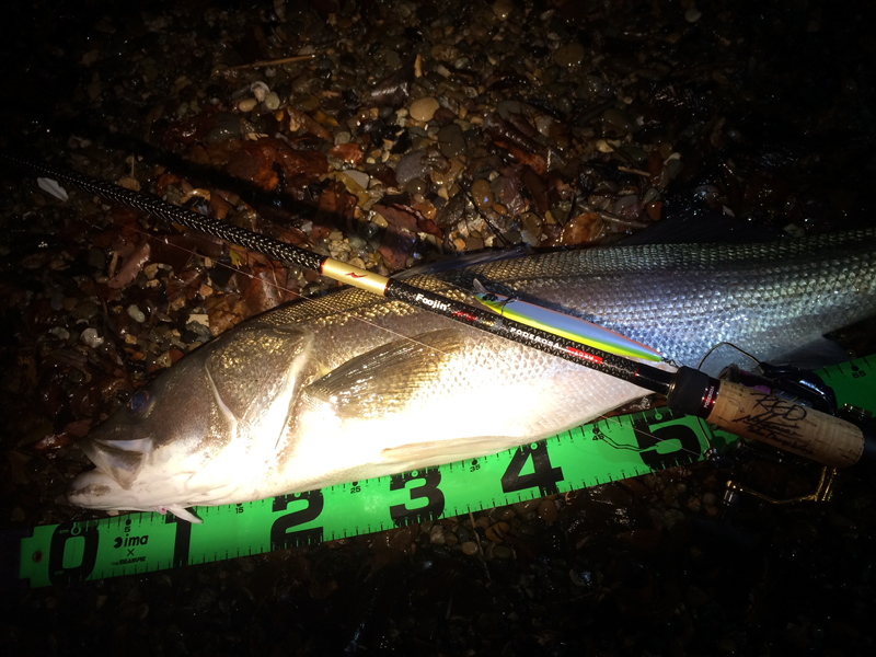 米代川シーバス