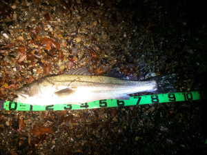 米代川シーバス2