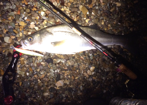 米代川河口スズキ