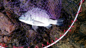 男鹿入道崎沖磯