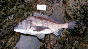 男鹿入道崎沖磯