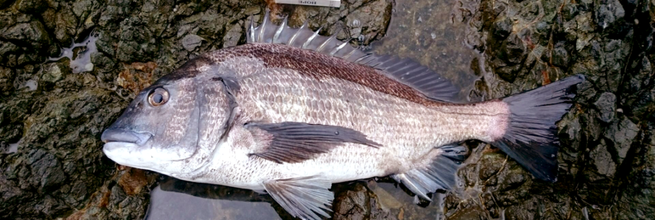 男鹿入道崎沖磯