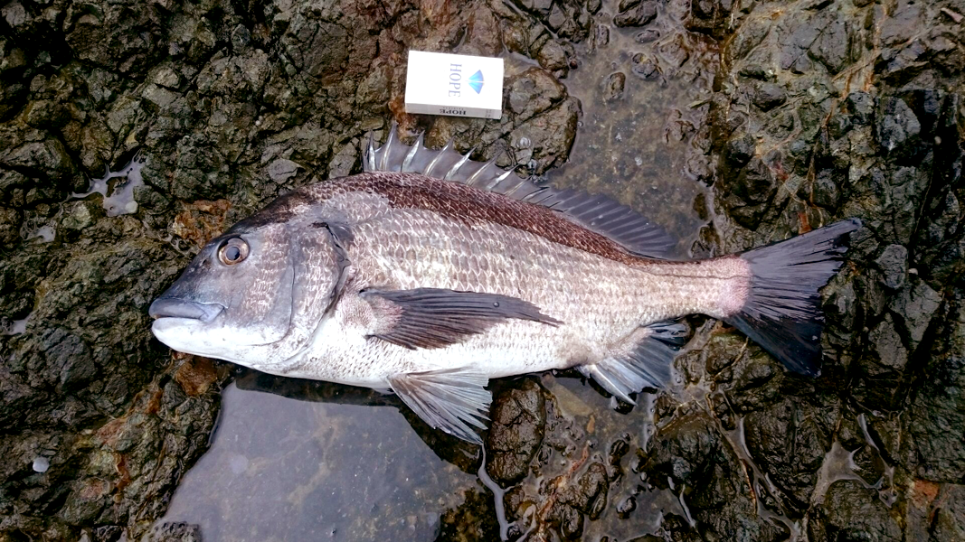 男鹿入道崎沖磯