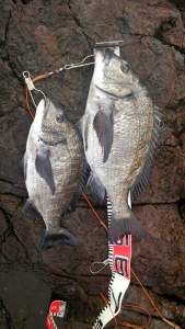 青森県クロダイ