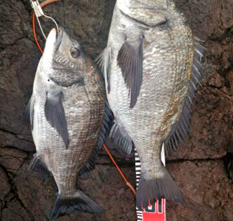 青森県クロダイ