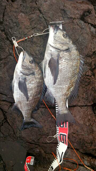 青森県クロダイ