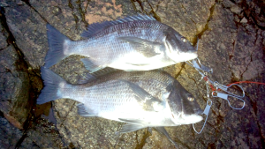 青森県クロダイ4