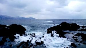 青森県クロダイ