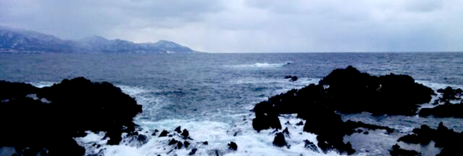 青森県クロダイ